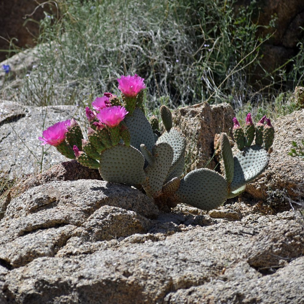 Opuntia basilaris