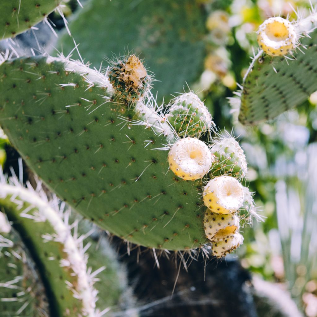 Opuntia bergeriana