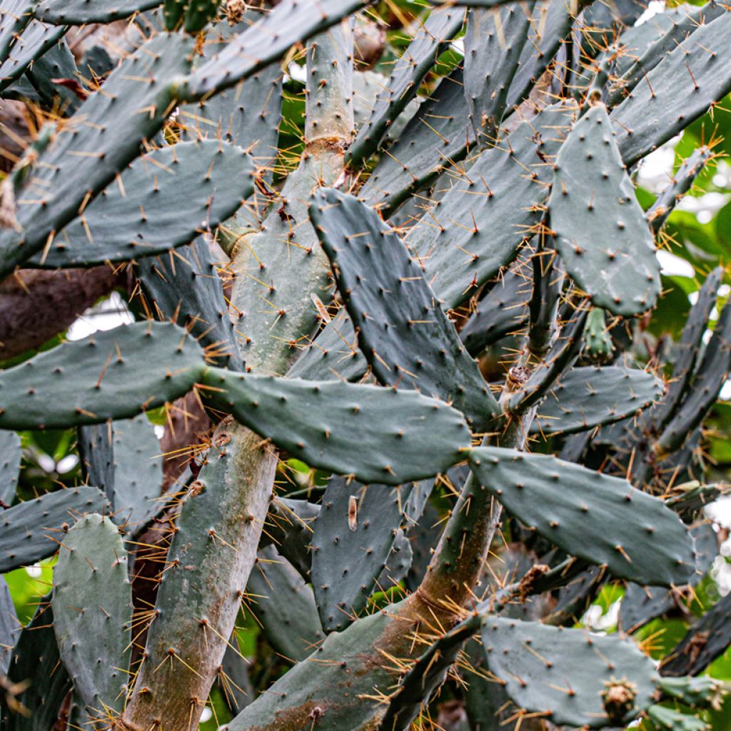 Opuntia bergeriana