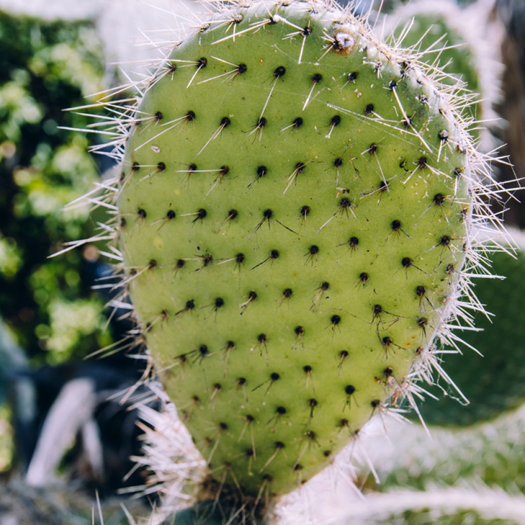 Opuntia bergeriana