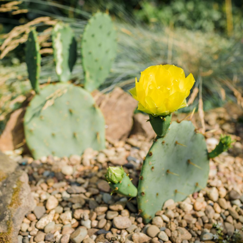 Luumuopuntia - Opuntia engelmannii