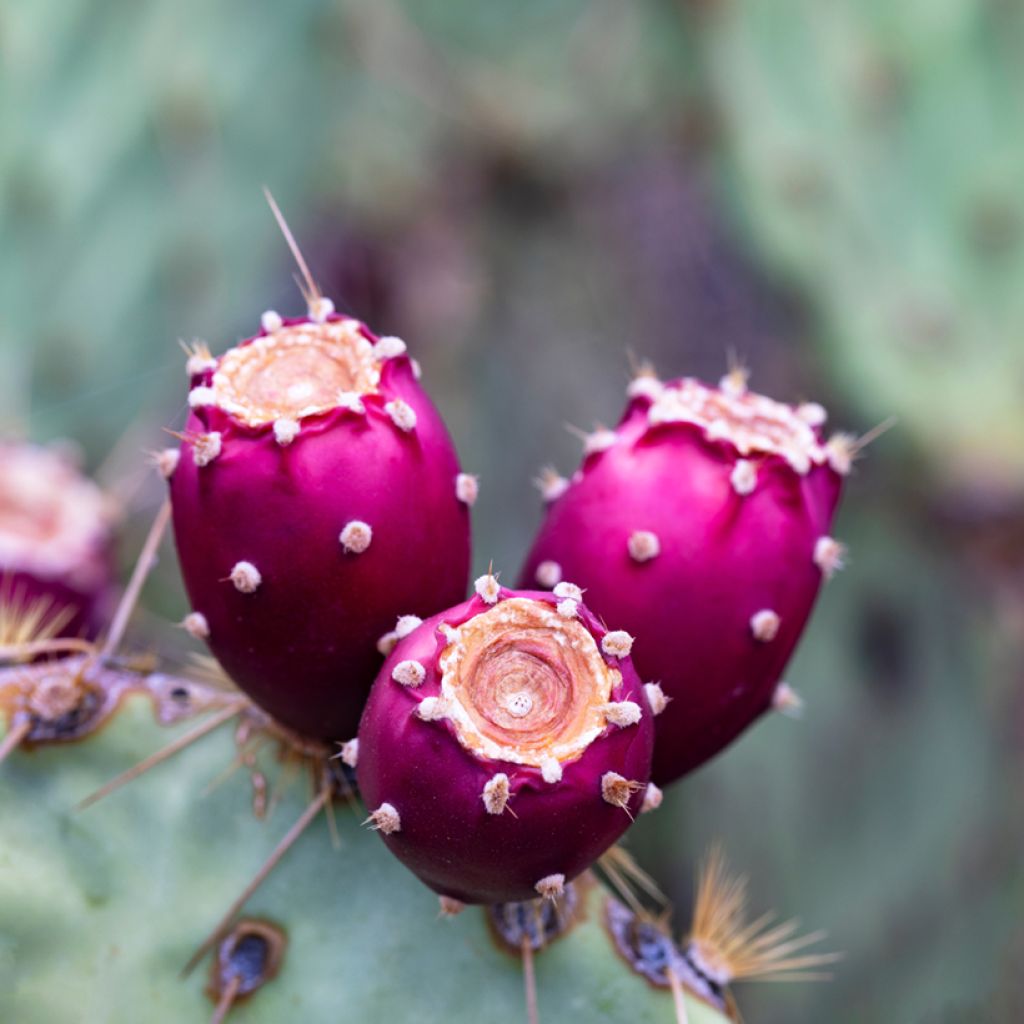 Luumuopuntia - Opuntia engelmannii