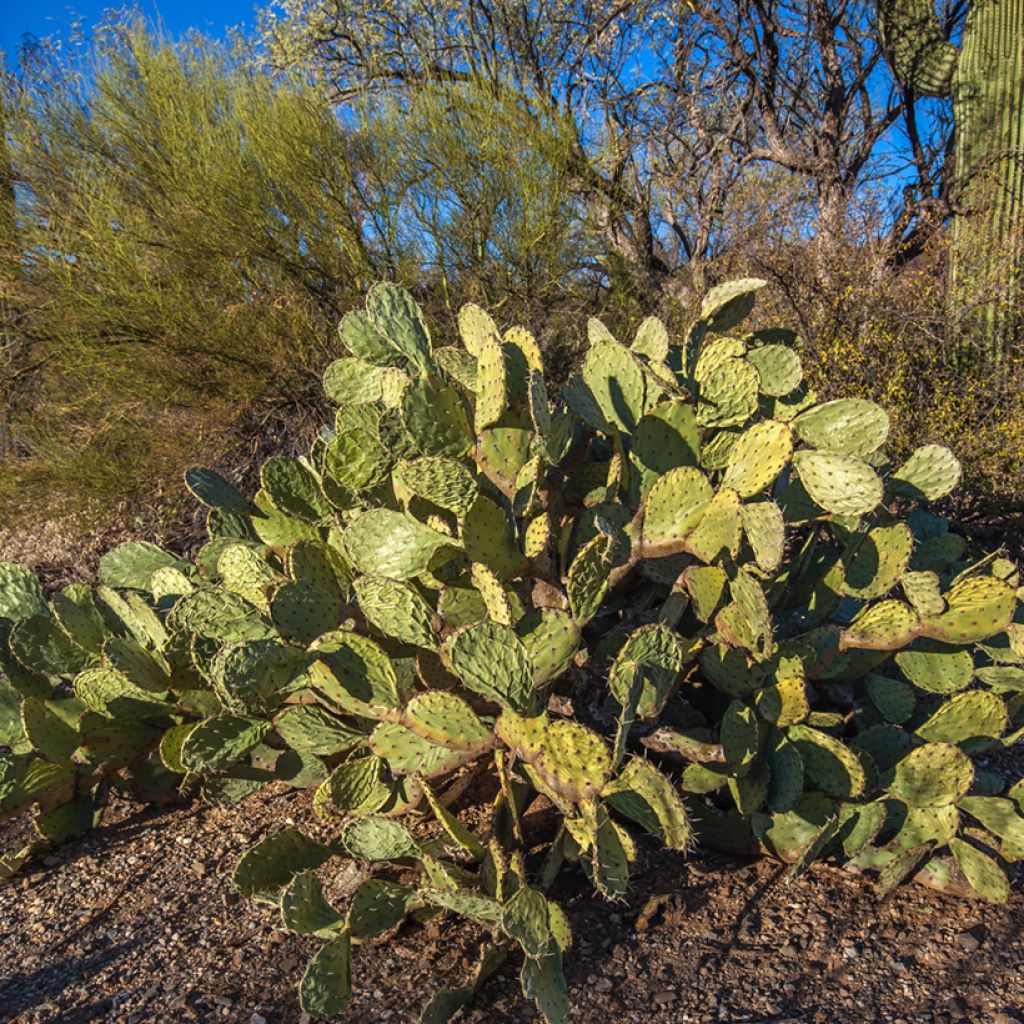 Luumuopuntia - Opuntia engelmannii