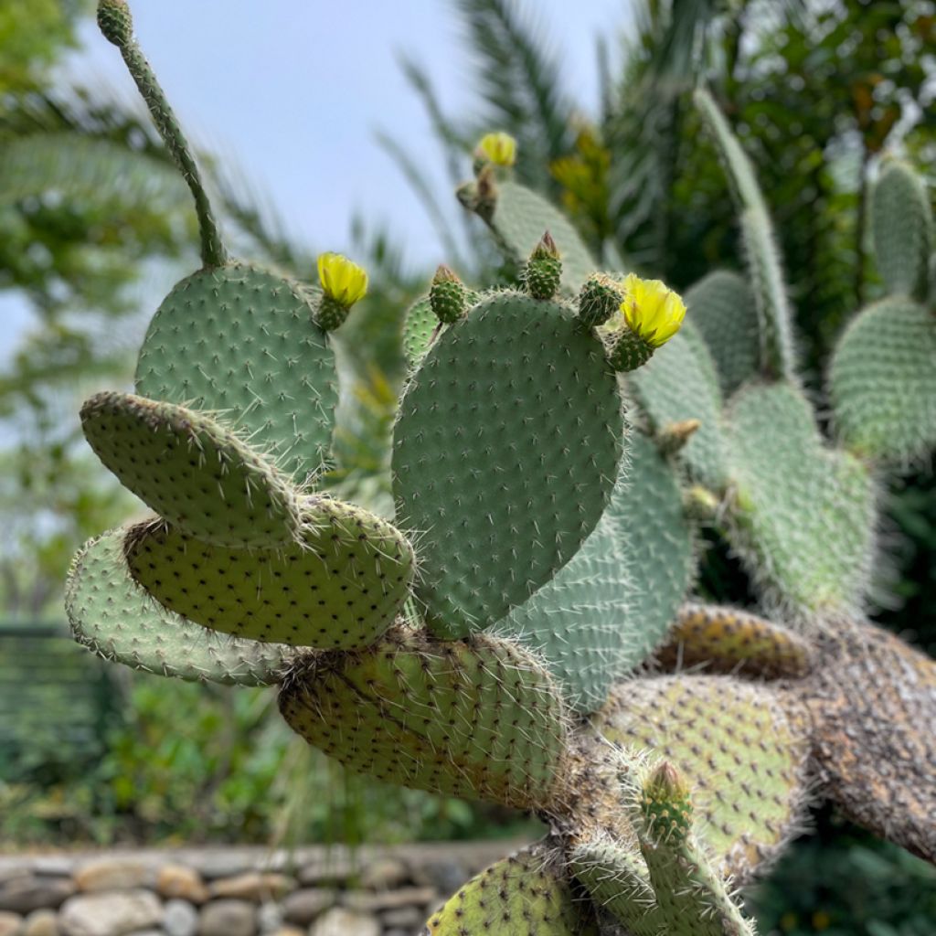 Partaopuntia - Opuntia leucotricha