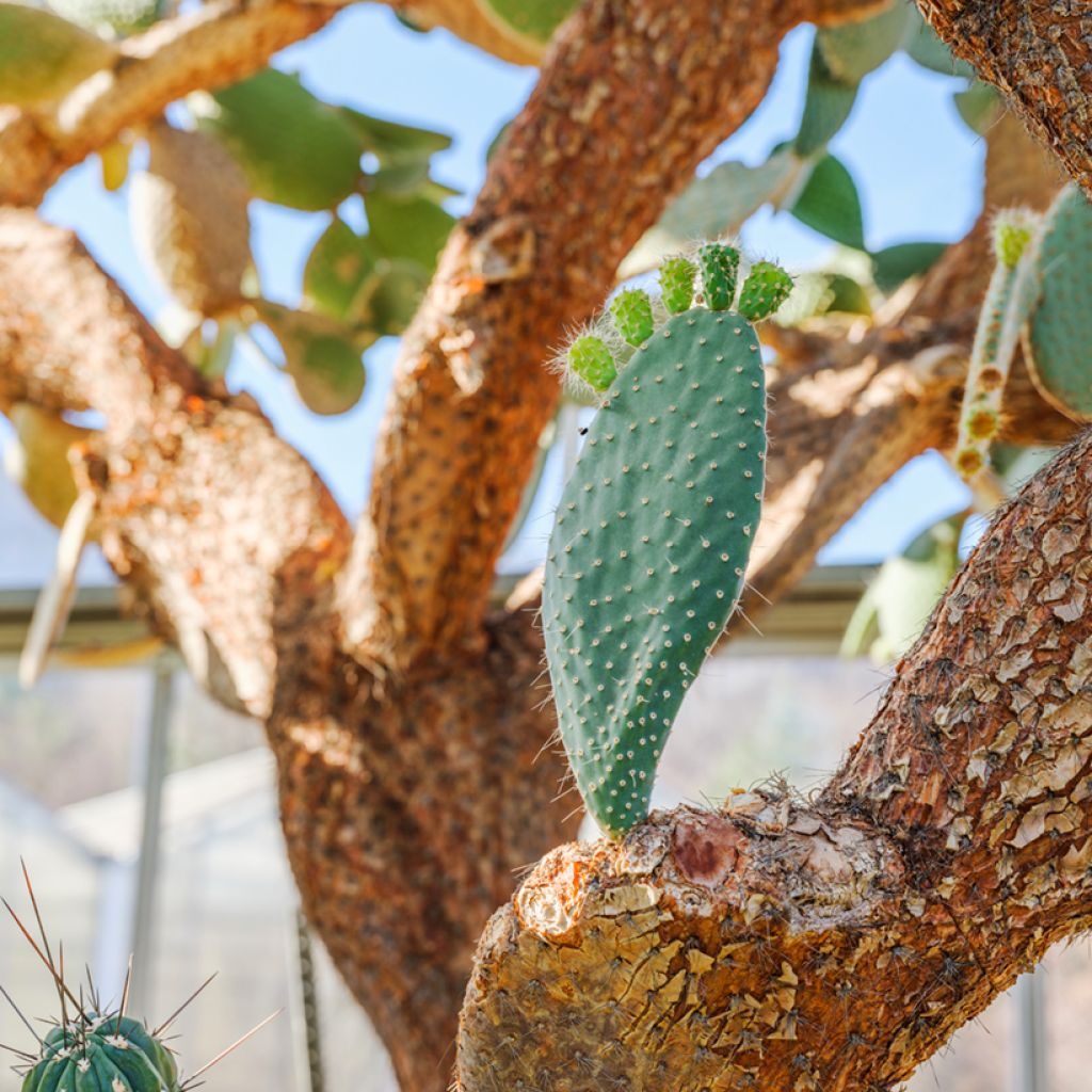 Partaopuntia - Opuntia leucotricha