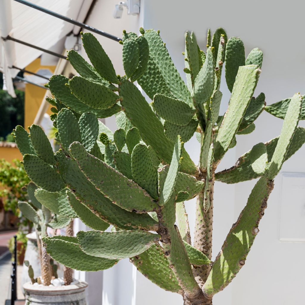 Partaopuntia - Opuntia leucotricha