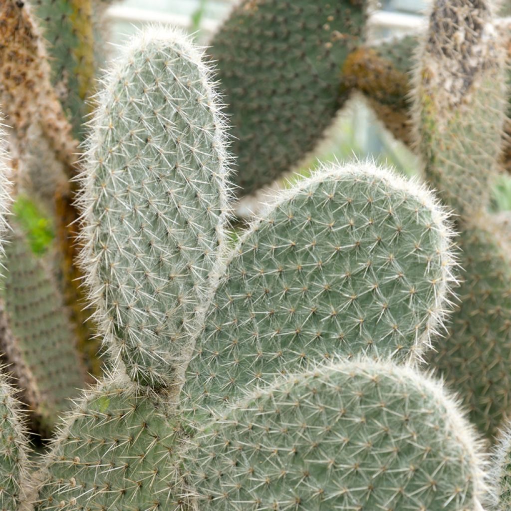 Partaopuntia - Opuntia leucotricha