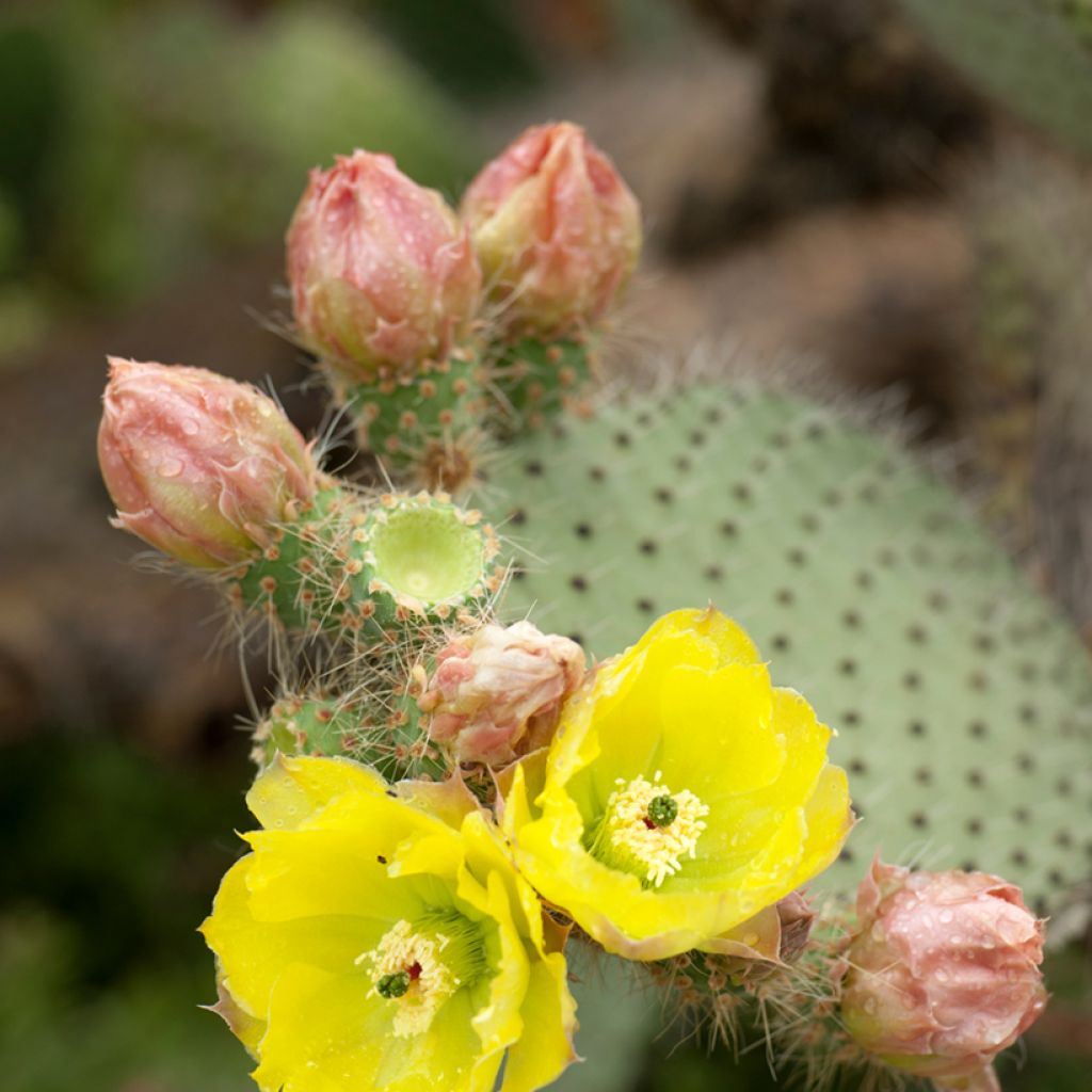 Partaopuntia - Opuntia leucotricha