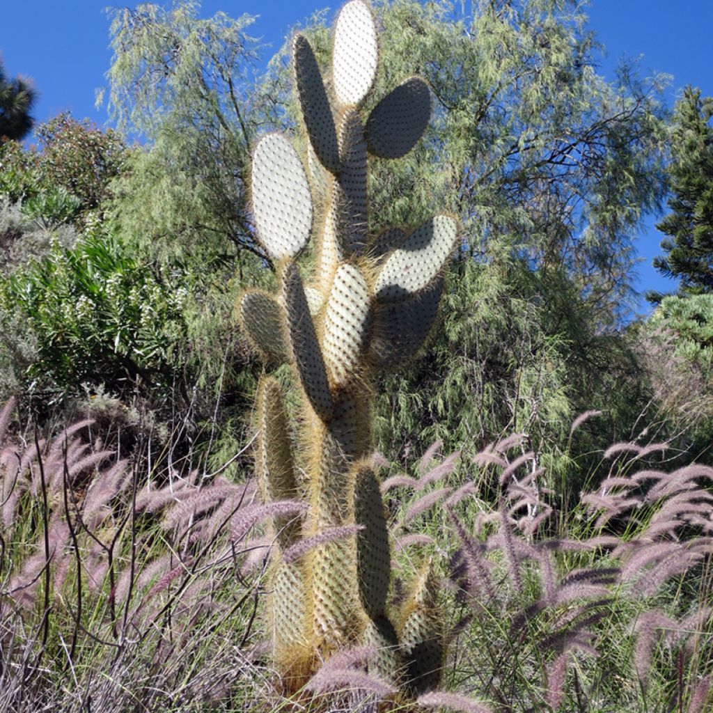 Partaopuntia - Opuntia leucotricha