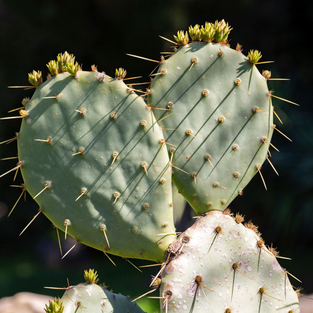 Partaopuntia - Opuntia leucotricha