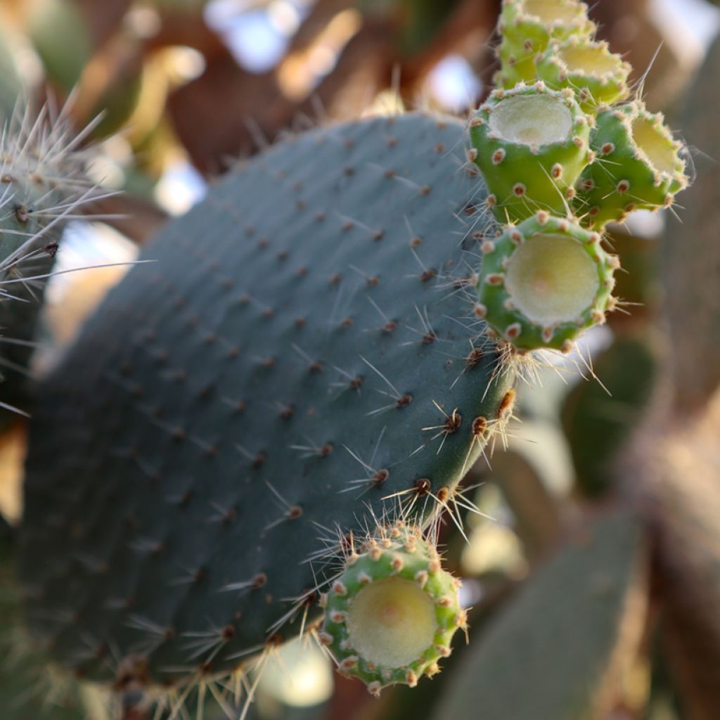 Partaopuntia - Opuntia leucotricha