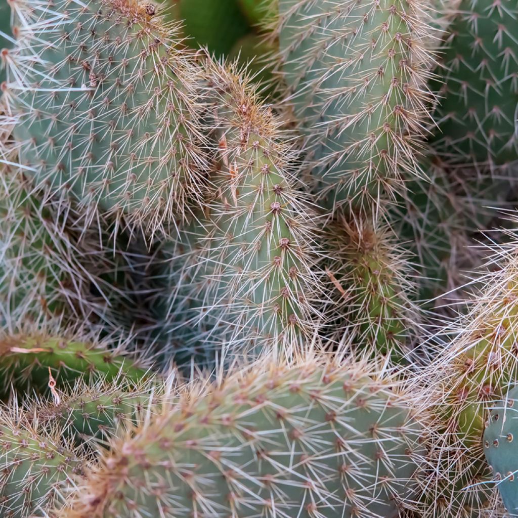 Partaopuntia - Opuntia leucotricha