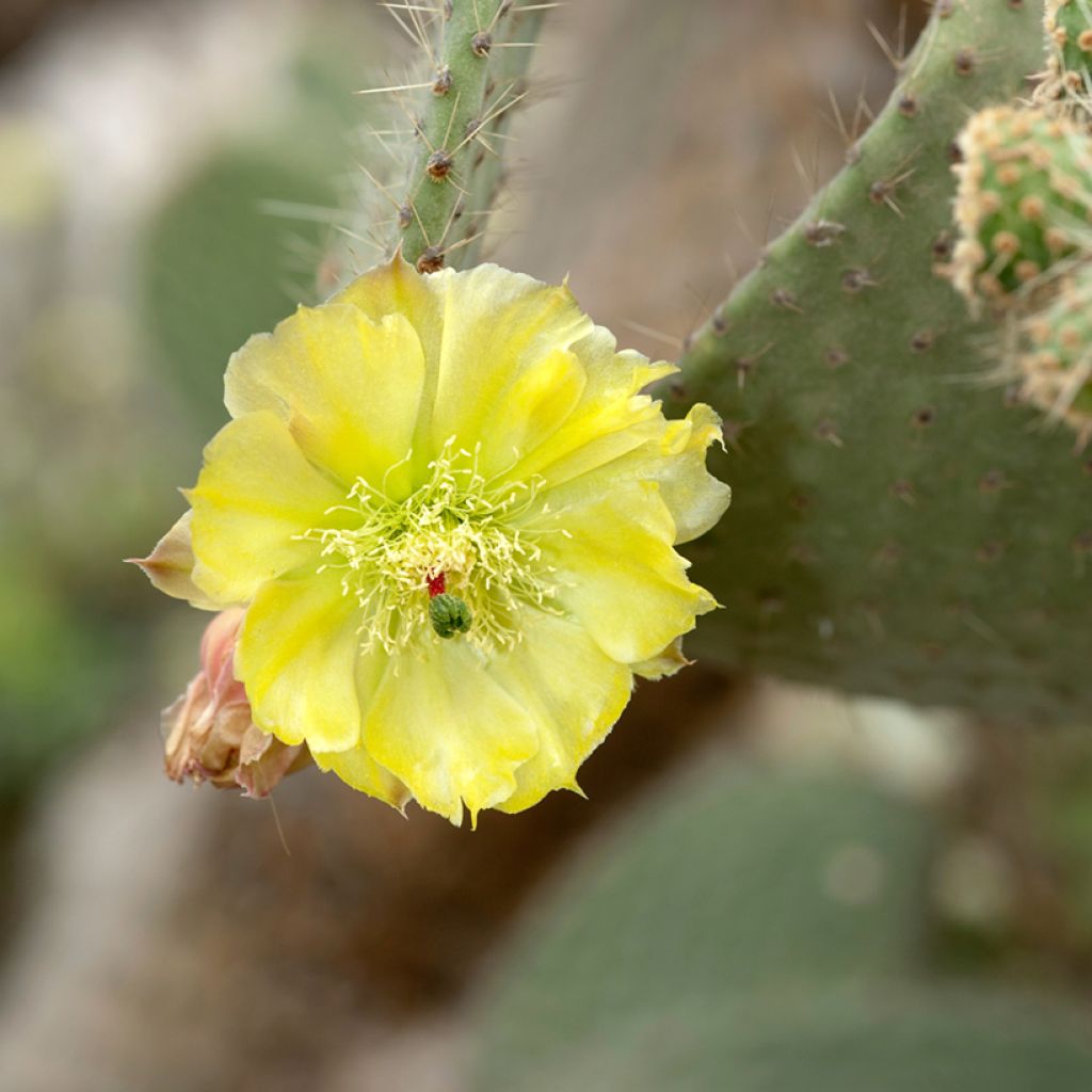 Partaopuntia - Opuntia leucotricha