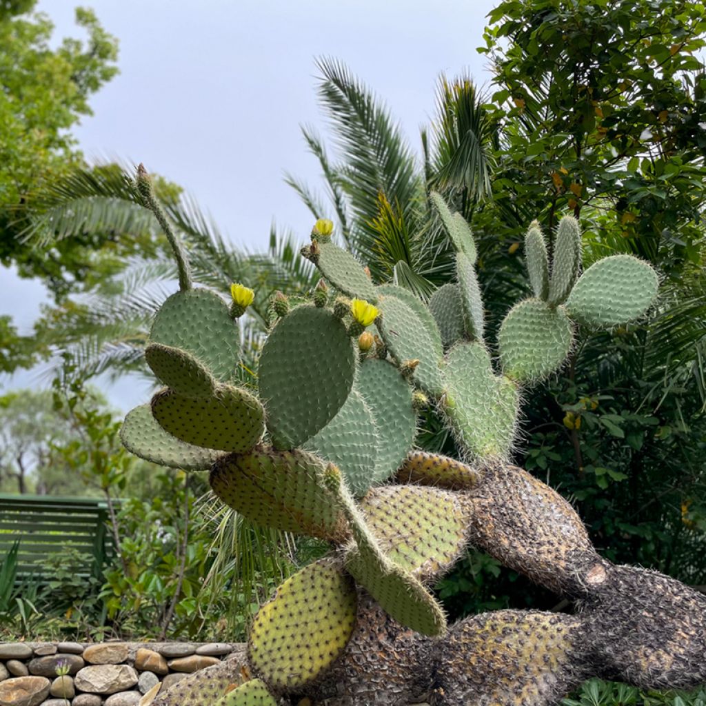 Partaopuntia - Opuntia leucotricha
