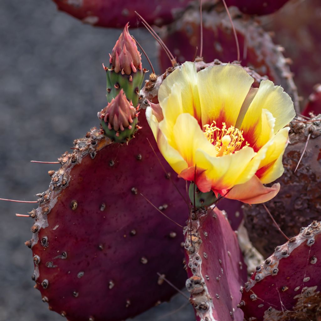 Purppuraopuntia - Opuntia macrocentra