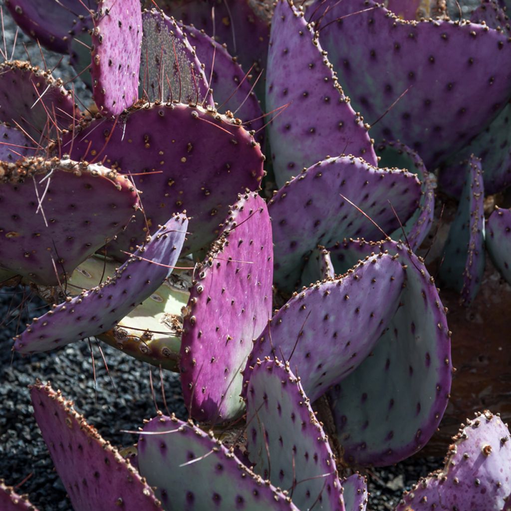 Purppuraopuntia - Opuntia macrocentra