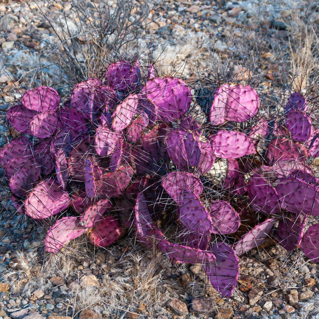 Purppuraopuntia - Opuntia macrocentra