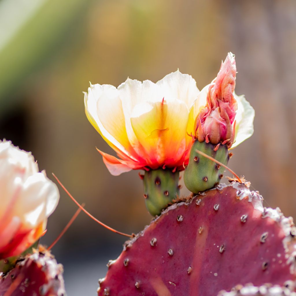 Purppuraopuntia - Opuntia macrocentra