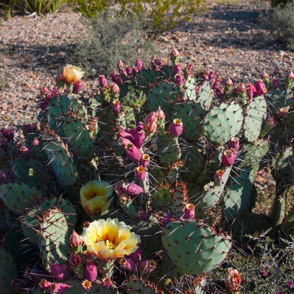 Purppuraopuntia - Opuntia macrocentra