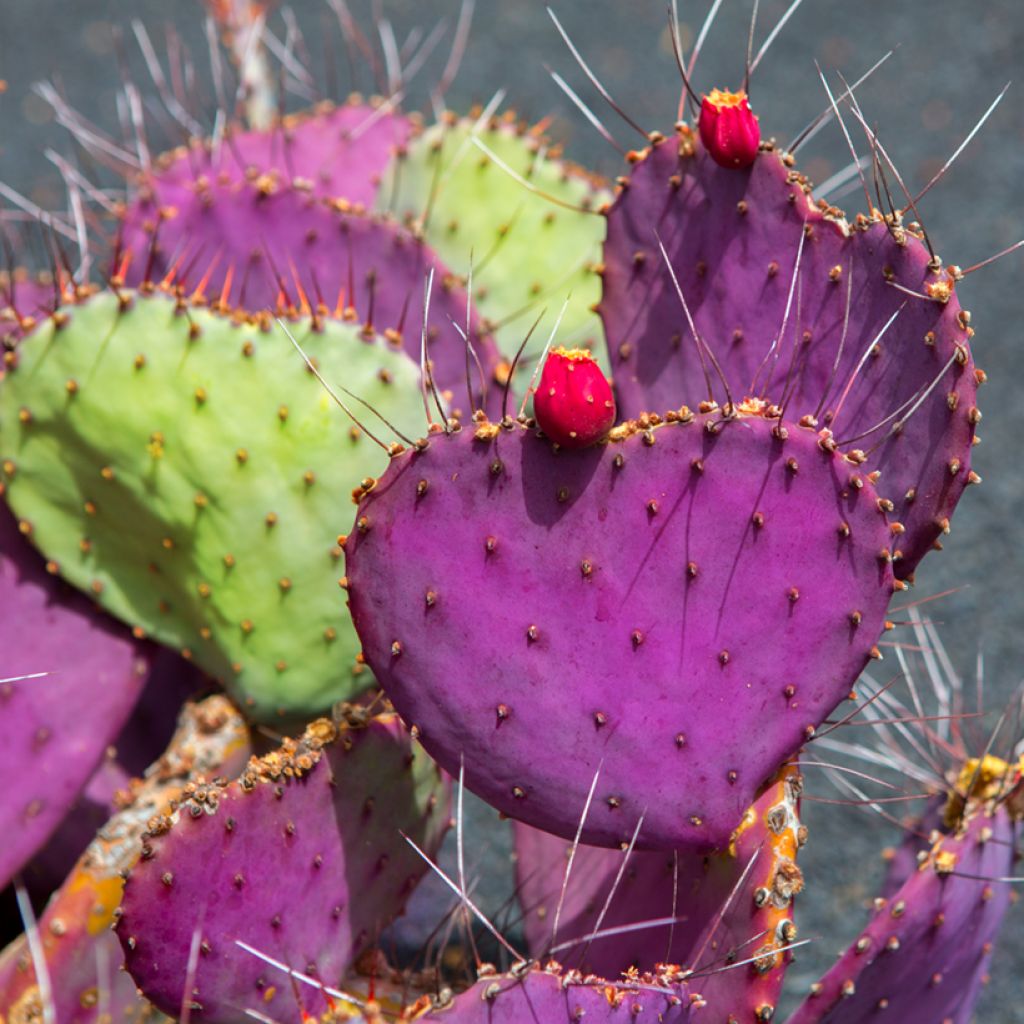 Purppuraopuntia - Opuntia macrocentra