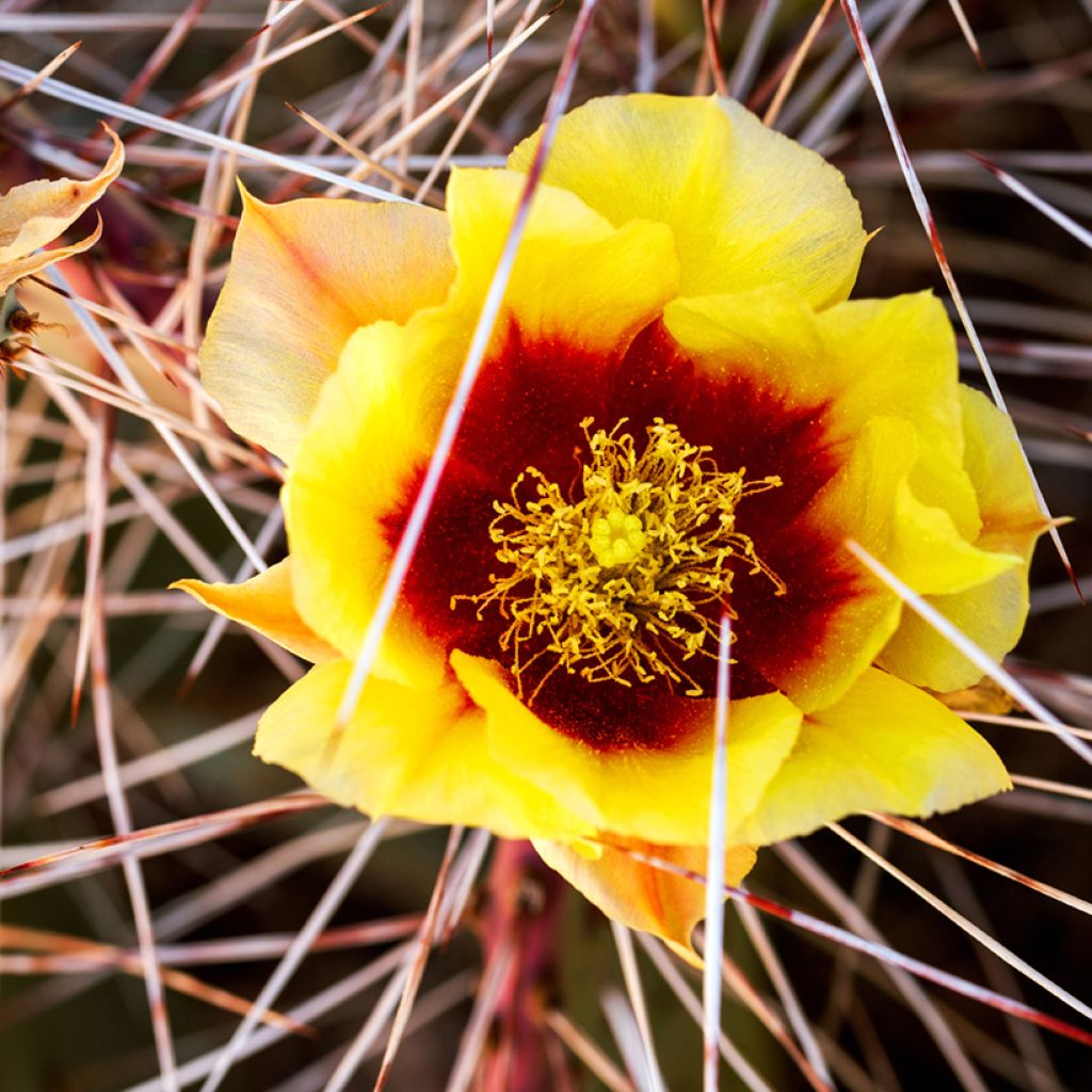 Purppuraopuntia - Opuntia macrocentra