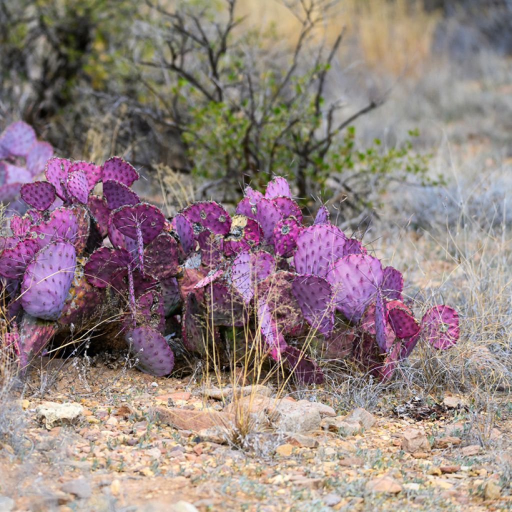 Purppuraopuntia - Opuntia macrocentra