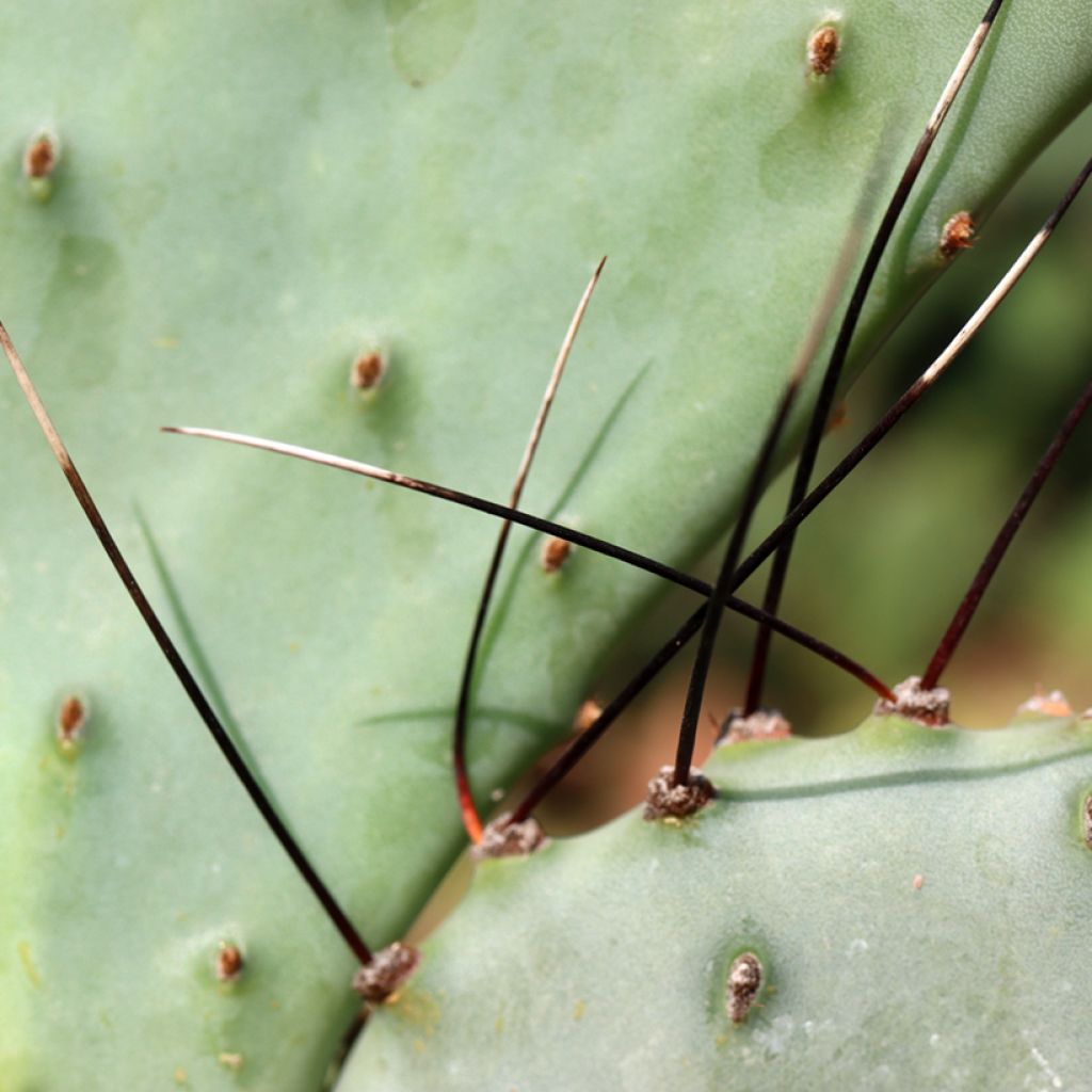 Opuntia macrocentra Epines noires