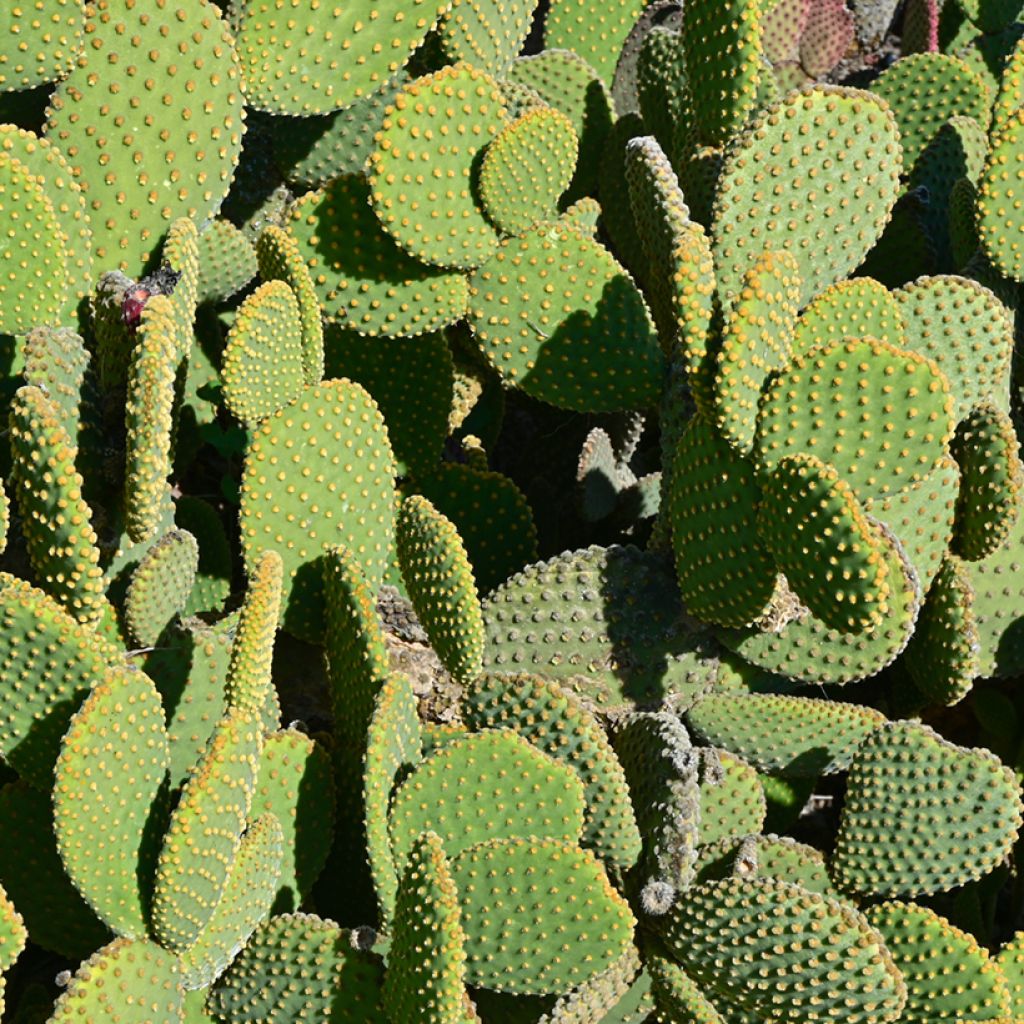 Jänönopuntia - Opuntia microdasys