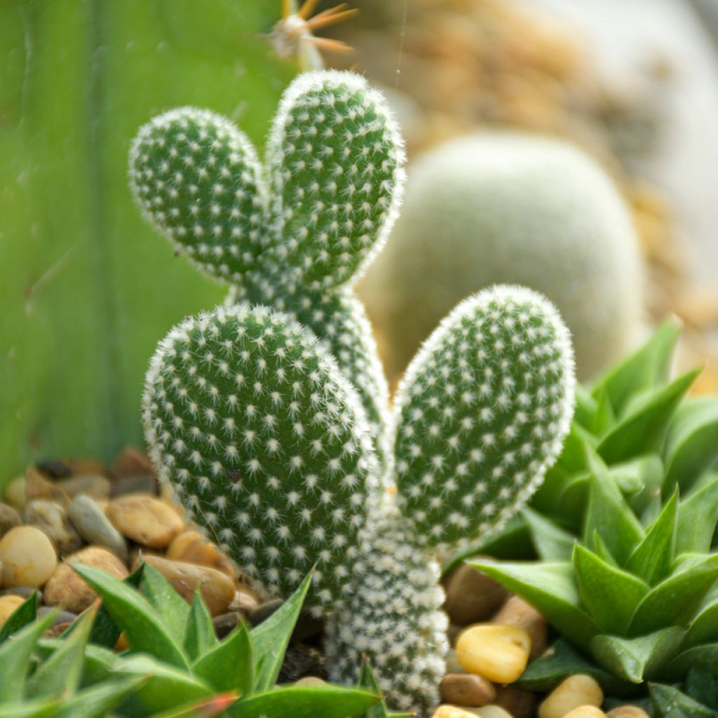 Jänönopuntia - Opuntia microdasys var. albispina