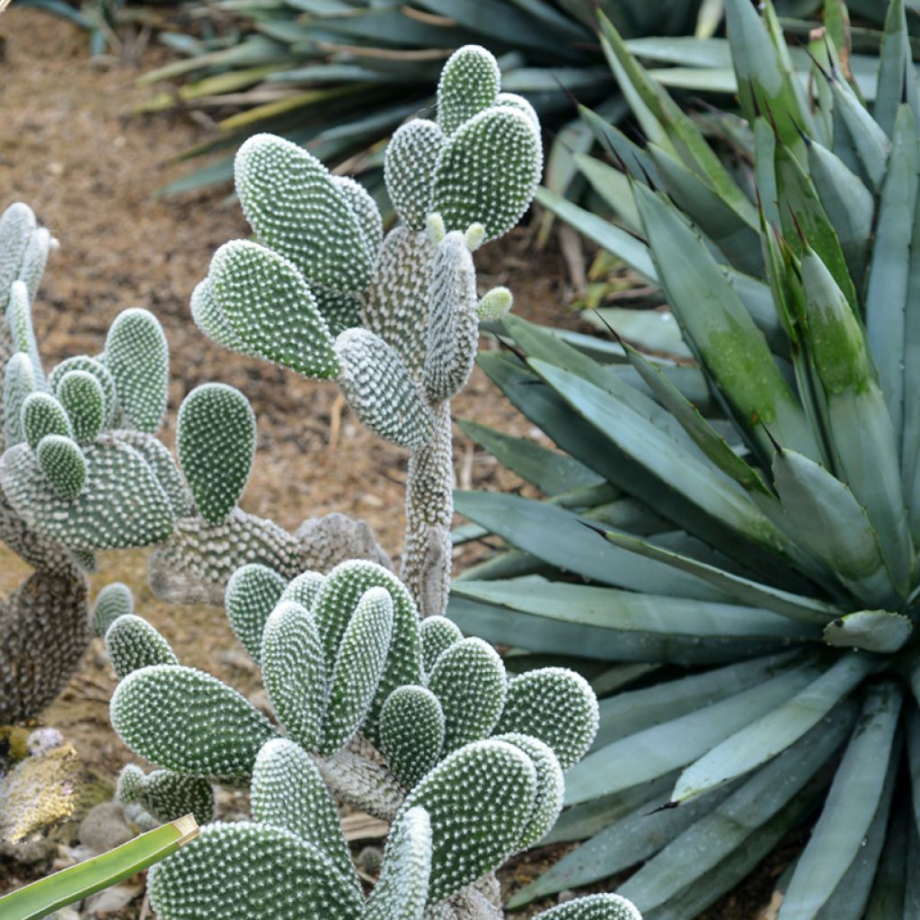 Jänönopuntia - Opuntia microdasys var. albispina