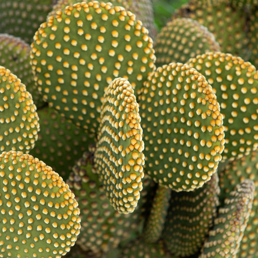 Opuntia microdasys var. pallida