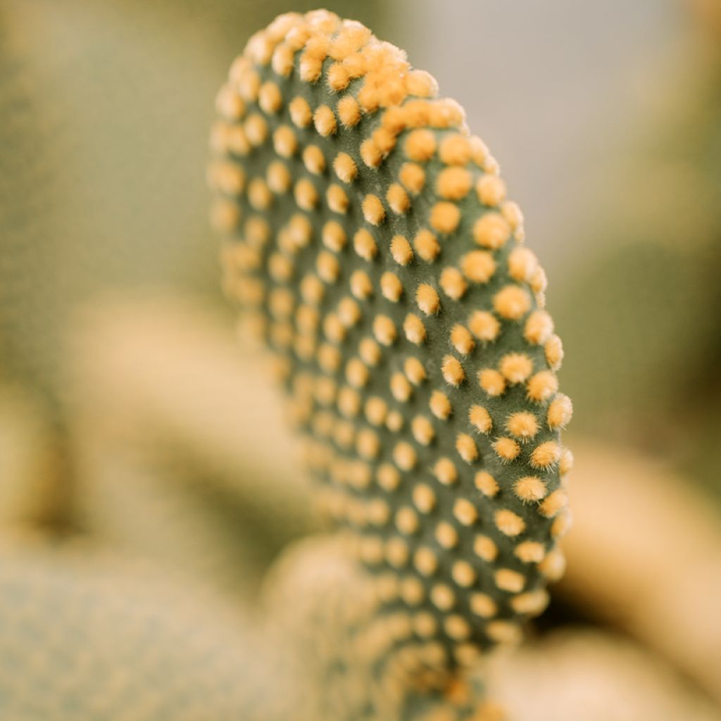 Opuntia microdasys var. pallida