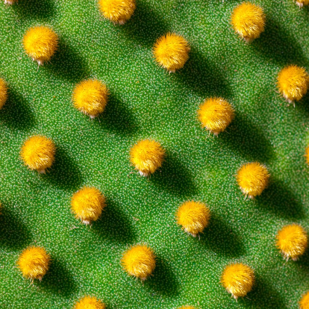 Opuntia microdasys var. pallida