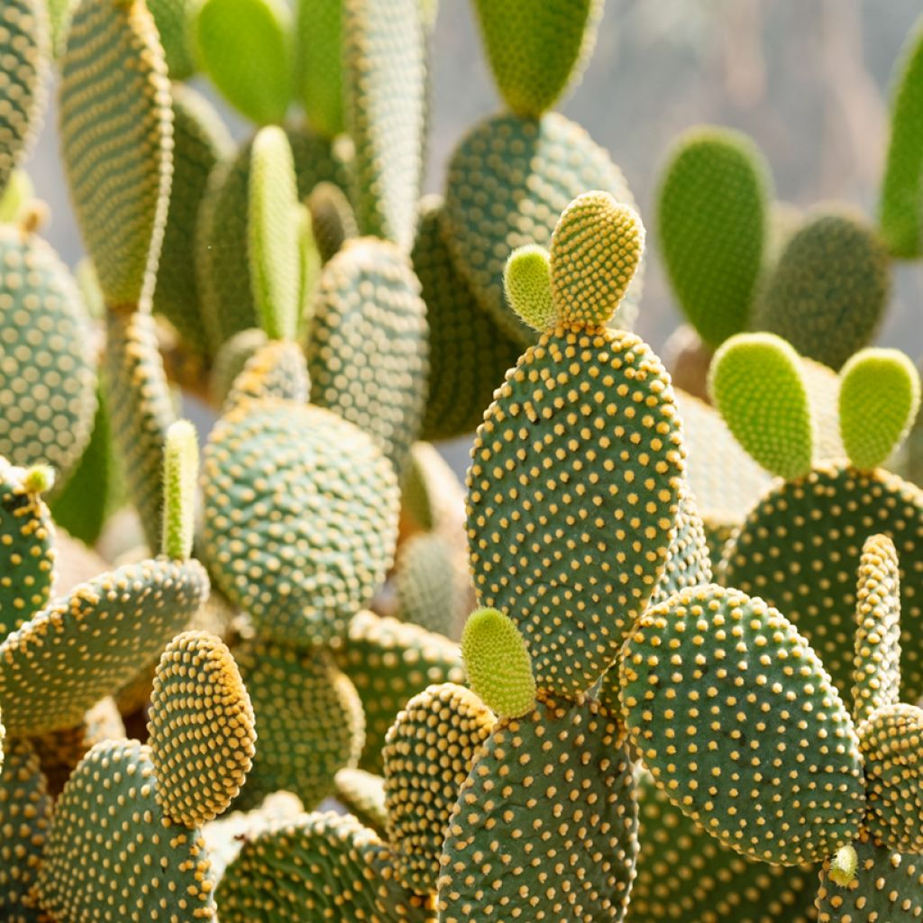 Opuntia microdasys var. pallida