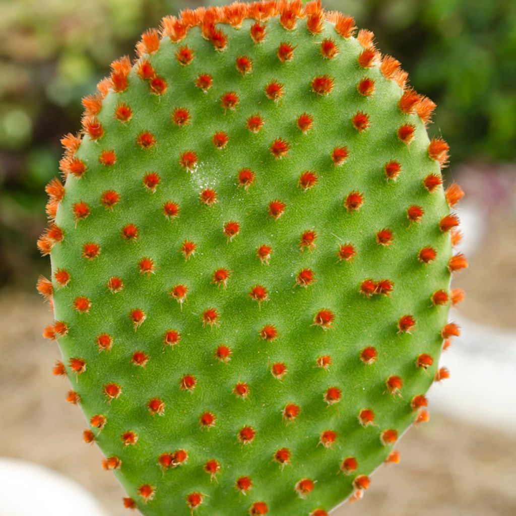 Jänönopuntia - Opuntia microdasys var. rufida