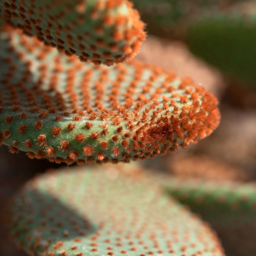 Jänönopuntia - Opuntia microdasys var. rufida