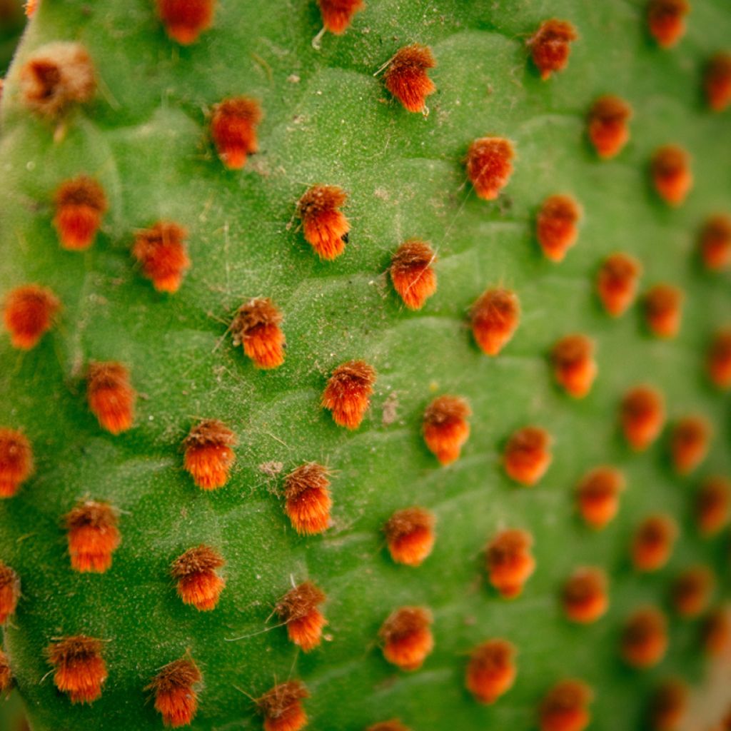 Jänönopuntia - Opuntia microdasys var. rufida