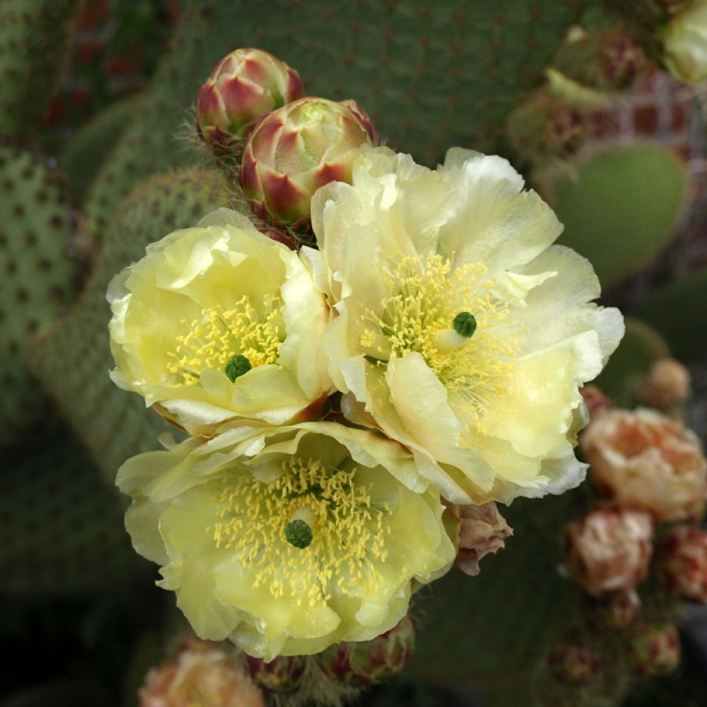 Jänönopuntia - Opuntia microdasys var. rufida