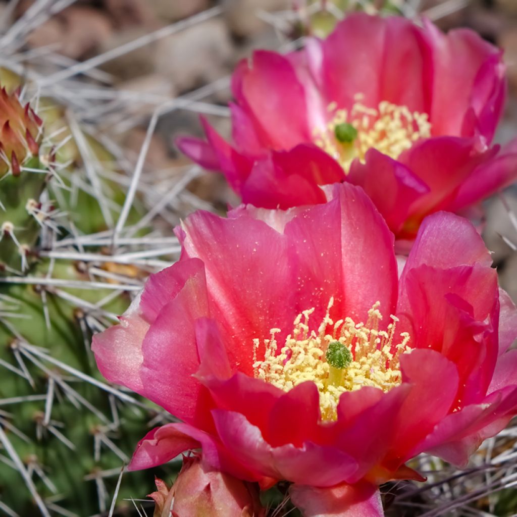 Pihaopuntia - Opuntia polyacantha