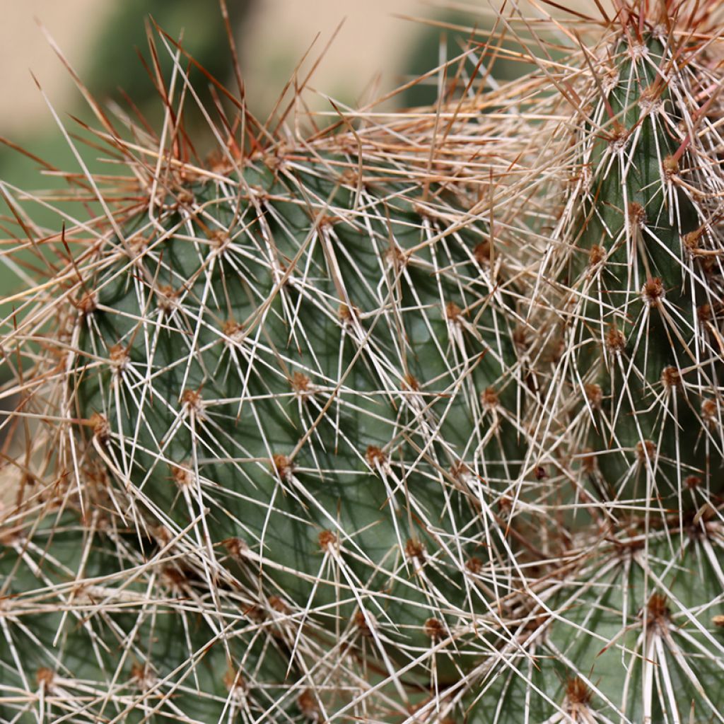 Pihaopuntia - Opuntia polyacantha