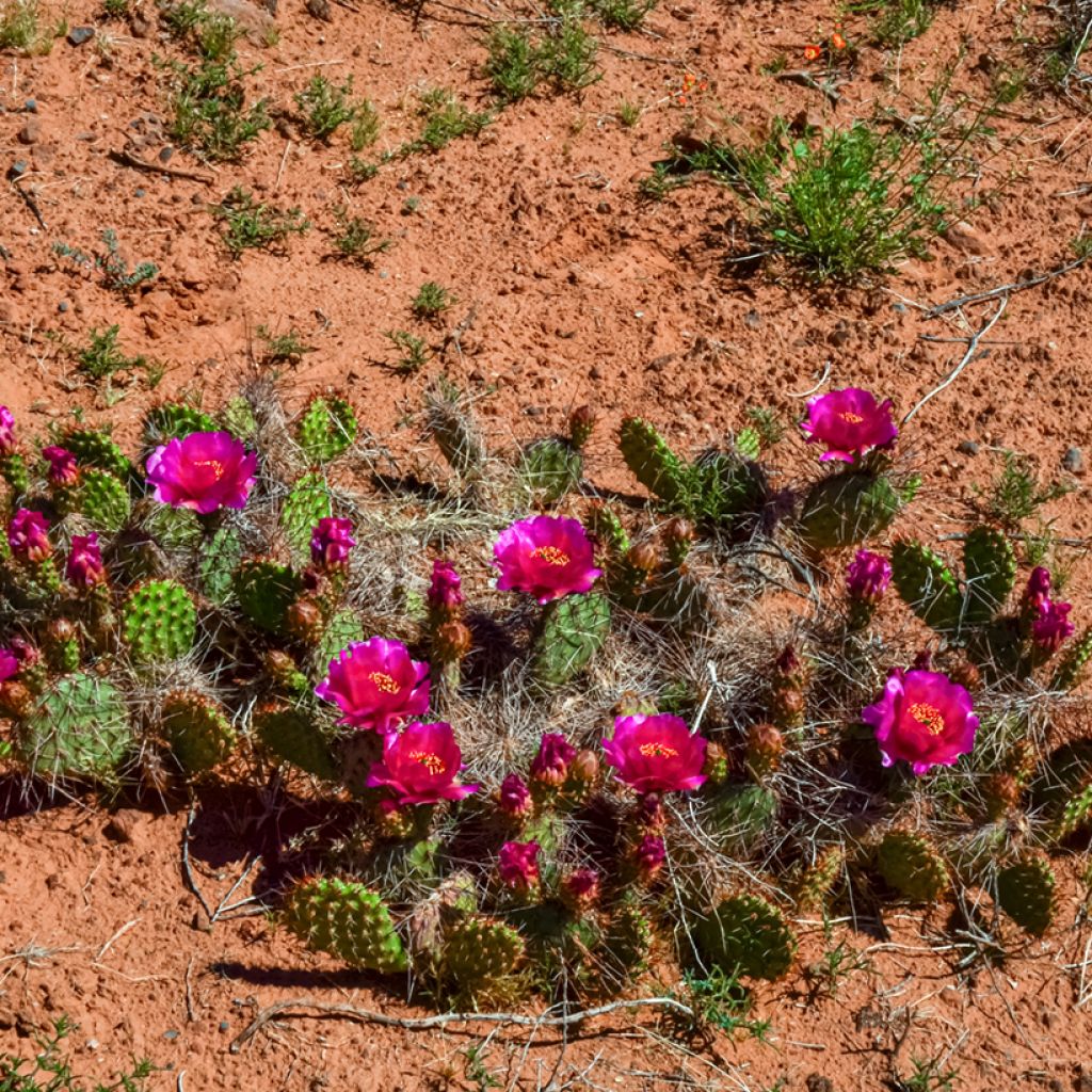 Pihaopuntia - Opuntia polyacantha