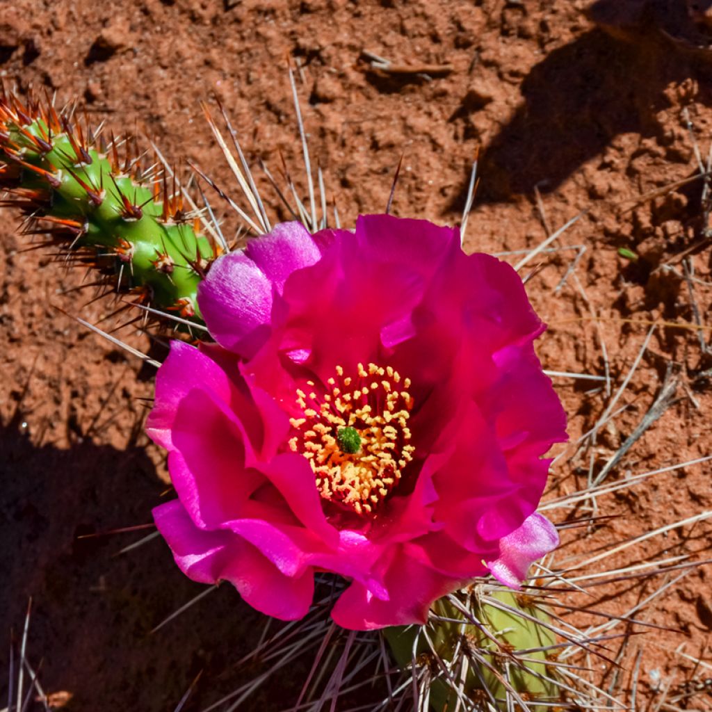 Pihaopuntia - Opuntia polyacantha