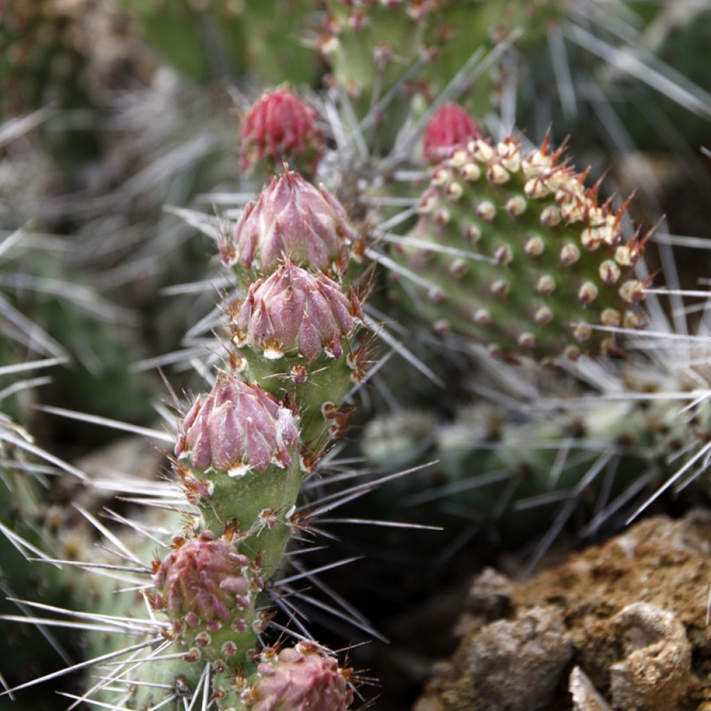 Pihaopuntia - Opuntia polyacantha