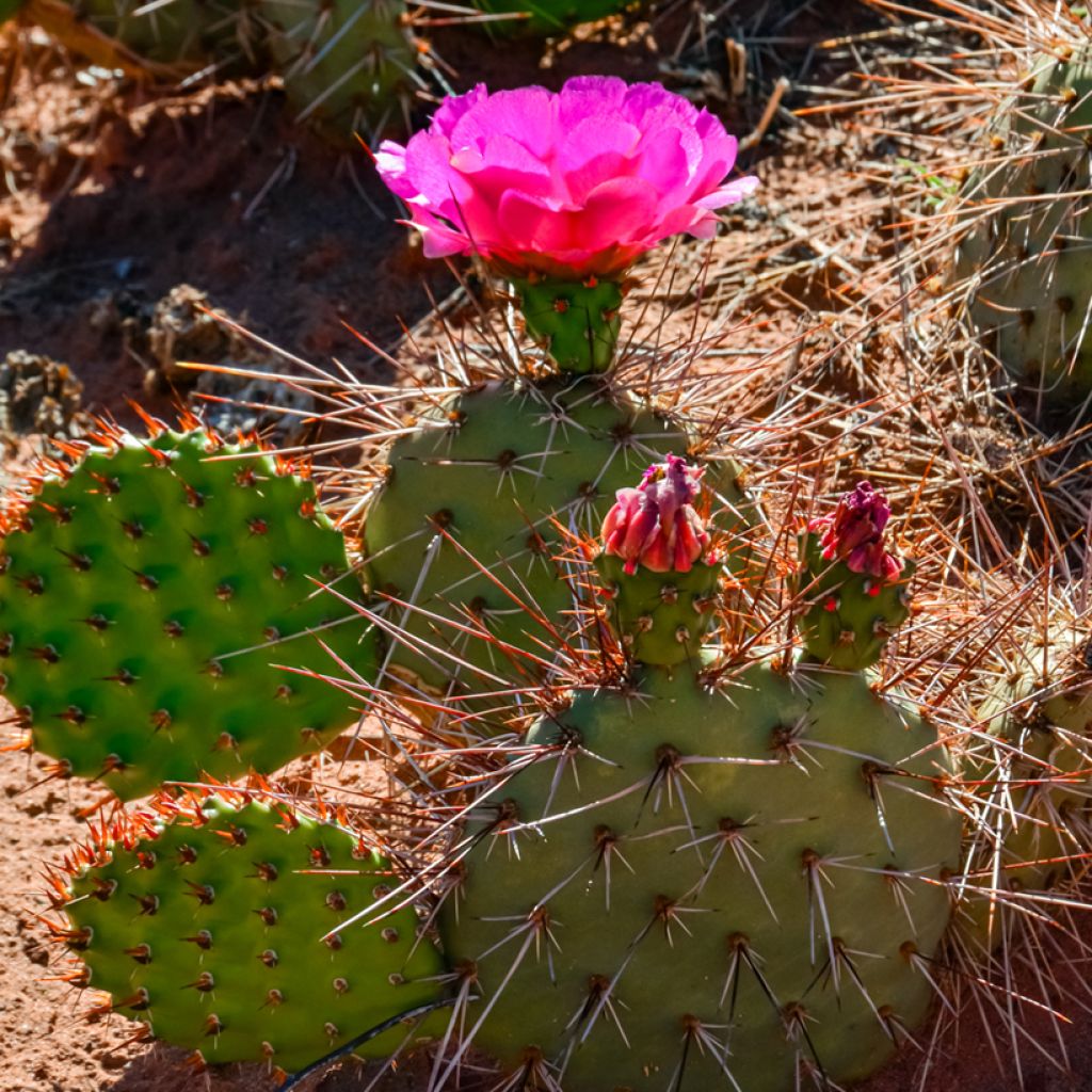 Pihaopuntia - Opuntia polyacantha