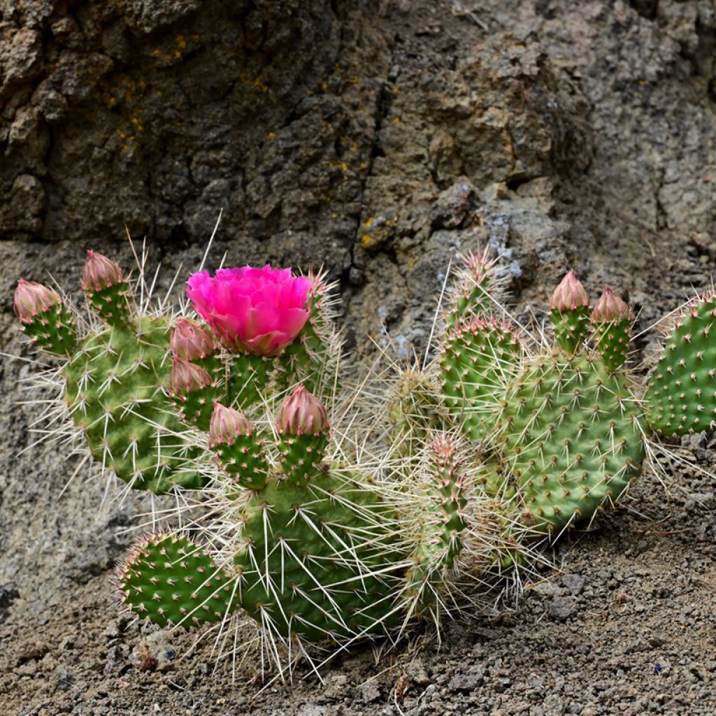 Pihaopuntia - Opuntia polyacantha