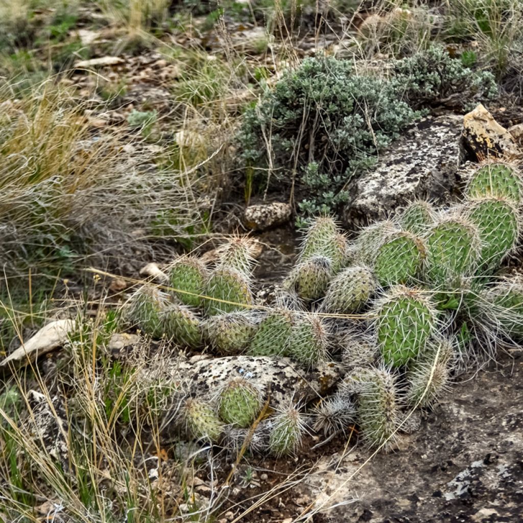 Pihaopuntia - Opuntia polyacantha