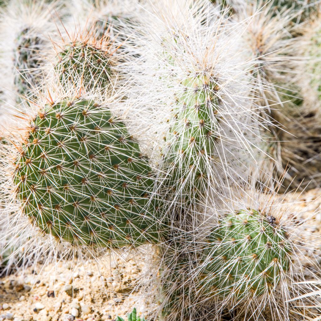 Pihaopuntia - Opuntia polyacantha