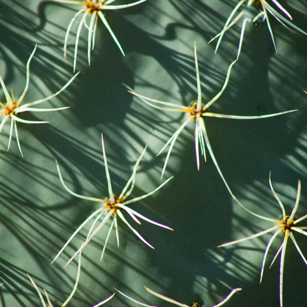 Puuopuntia - Opuntia robusta