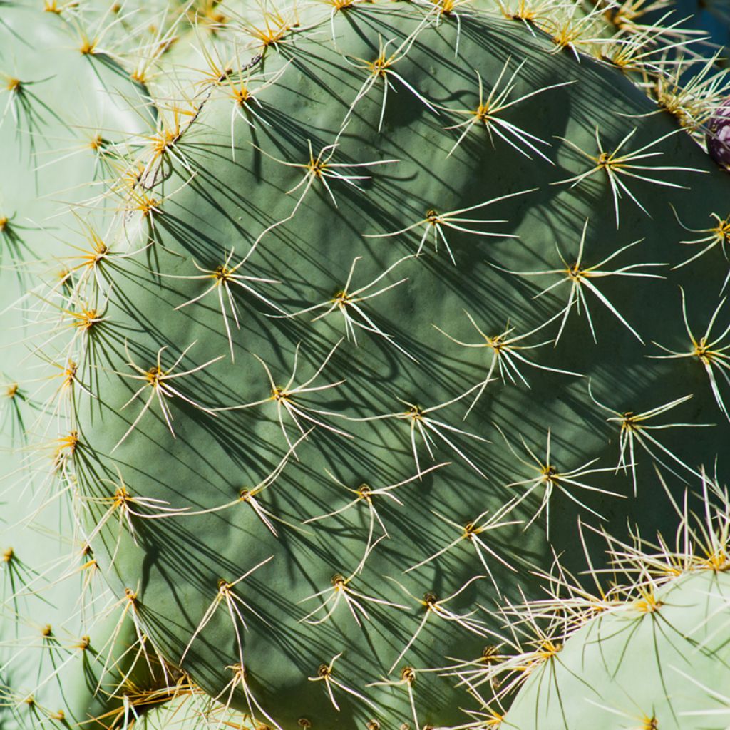 Puuopuntia - Opuntia robusta