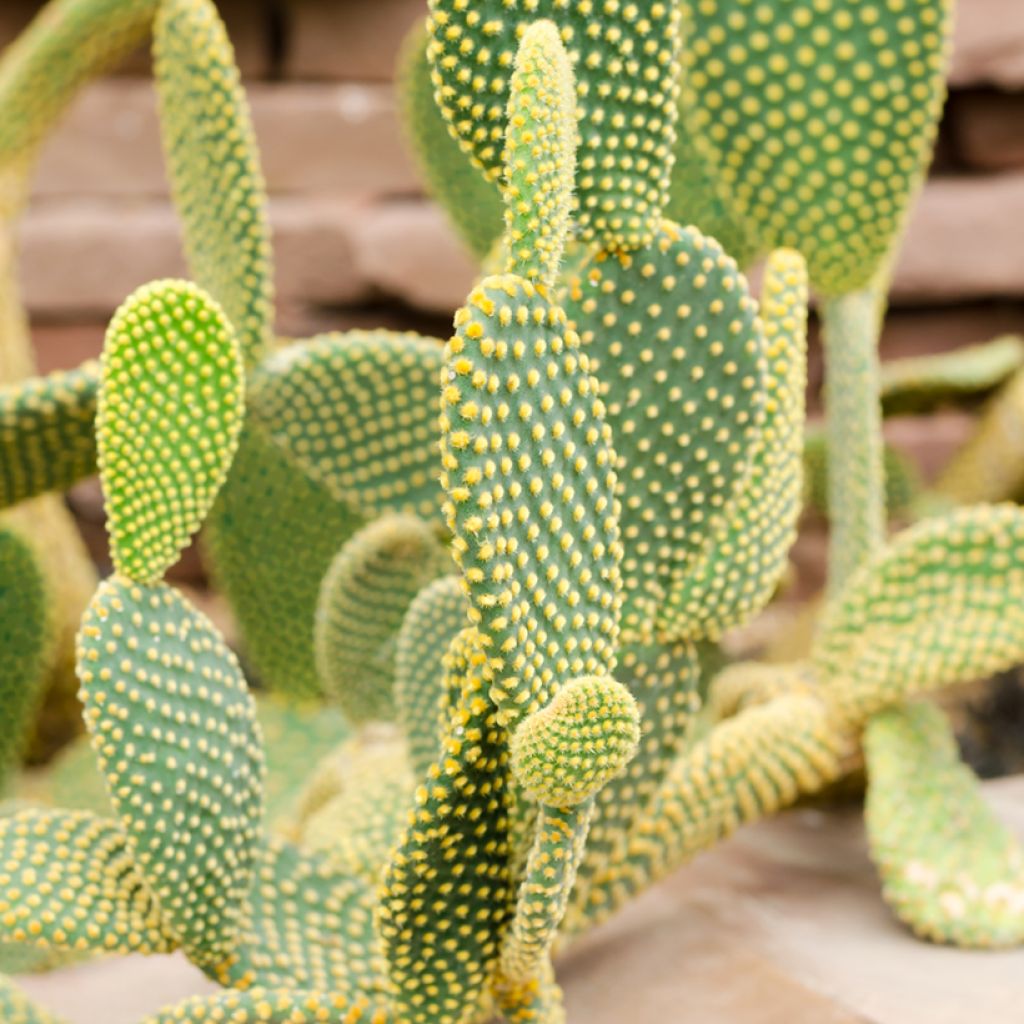 Rusko-opuntia - Opuntia rufida